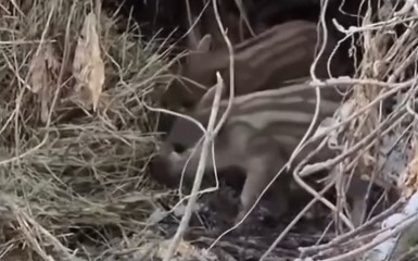 Бесстрашные саратовские кабанчики становятся звездами соцсетей